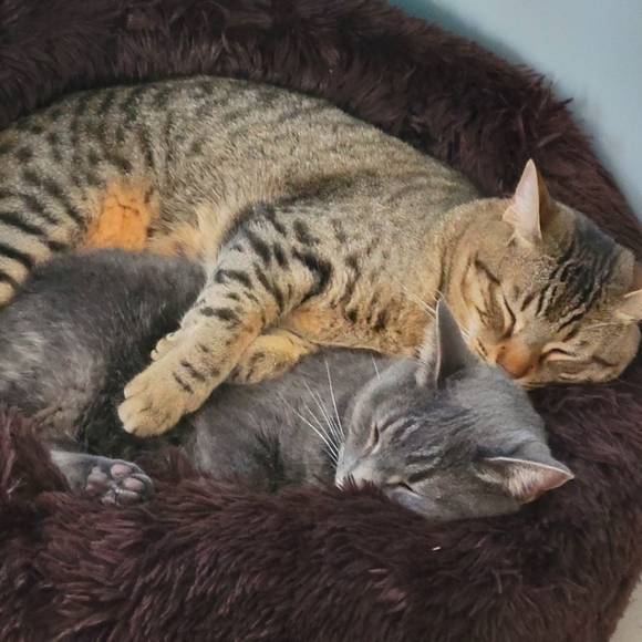 Meet your Posher, Rachael - Picture 3 of 4